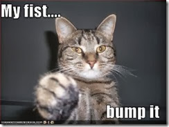 fist bump cat fist bump cat