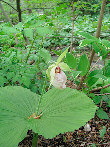Hang on to your hat! This is Cypripedium japonicum, and it blew wizened old gardeners like Andrew Beckman and I away. Its always a bit of a thrill to see orchids thriving in a garden, but this was a special treat.