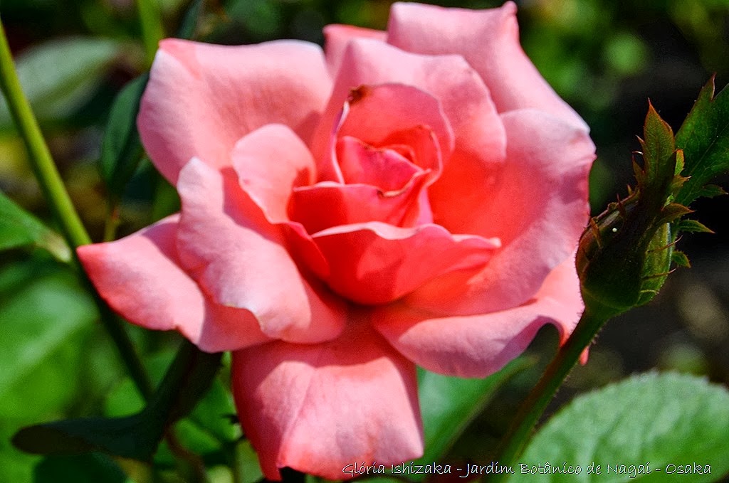 [10%2520%2520-%2520Gl%25C3%25B3ria%2520Ishizaka%2520-%2520Rosas%2520do%2520Jardim%2520Bot%25C3%25A2nico%2520Nagai%2520-%2520Osaka%255B8%255D.jpg]