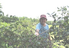 blueberry picking elaine 6. 8.6.2013