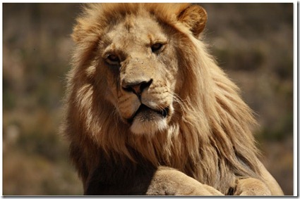 lion