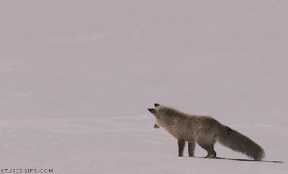 gifs_06.gif