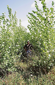 The Planters - Boise Cascade Corporation procurement forester, Craig Halla is barely visible inside a stand of four-year-old hybrid poplars growing on leased farmland in Minnesota. They were 20-feet tall when they were photographed in 2000. Poplar is used extensively by Minnesota's pulp and paper industries.