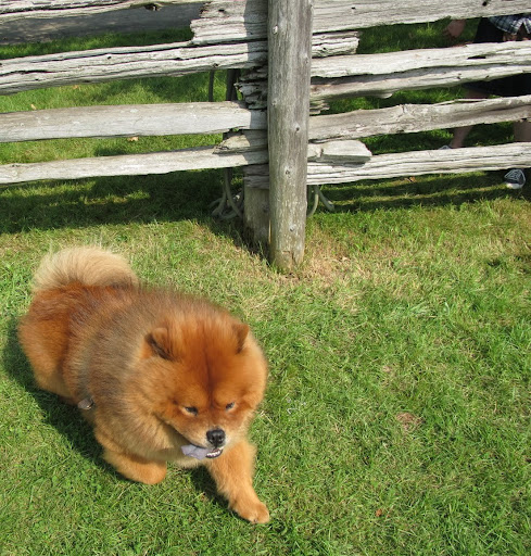 Hey, wait!  My keen chow sense of smell may be onto something!