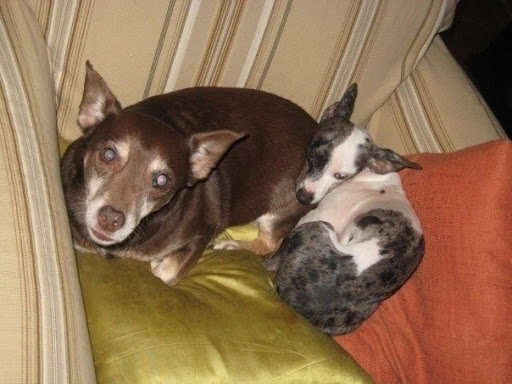 Kelly reports that Pepper sleeps under the covers cuddled up to Gus. She gets 4 walks a day and apparently she and Gus play non-stop! Here are the two siblings together. Kelly reports that Pepper sleeps under the covers cuddled up to Gus. She gets 4 walks a day and apparently she and Gus play non-stop! Here are the two siblings together.