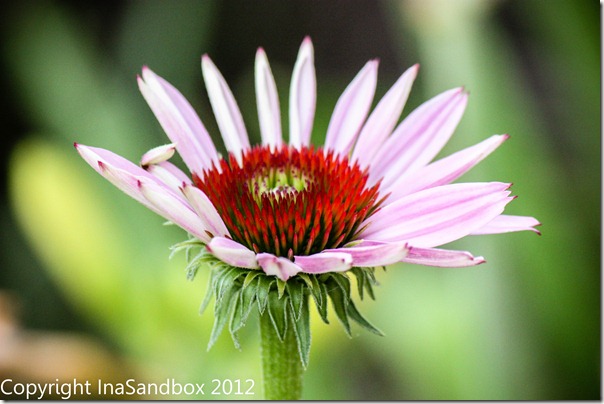 Pink Echinacea