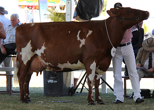 Champion Cow - Sunny View Duchess.jpg