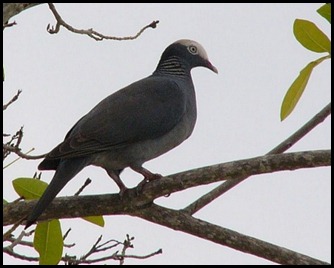 01a2 - White Crowned Pigeon