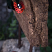 Enredadera
