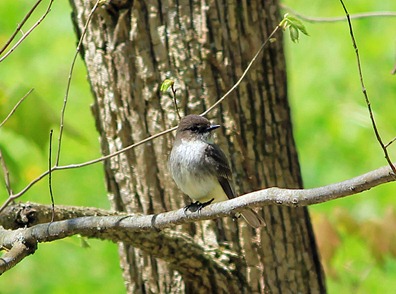 Eastern Phoebe Eastern Phoebe