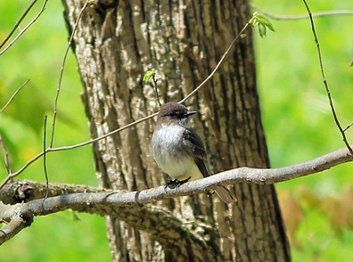 Eastern Phoebe