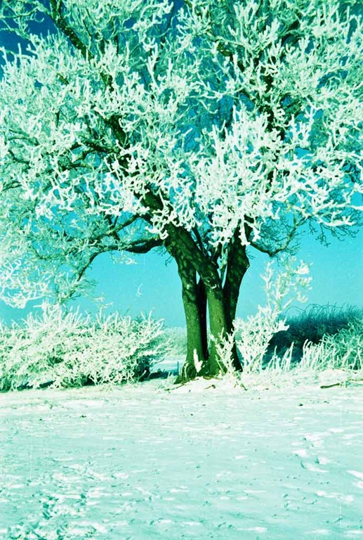 [Snowy-Trees-2---XPRO%255B7%255D.jpg]