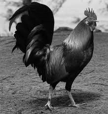 [roosters%255B4%255D.jpg]