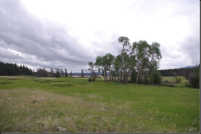 Aspen Grove from a distance