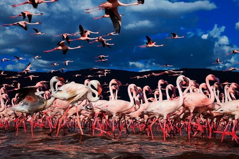 كينيا و بحيرة ناكورو  Lake-nakuru-flamingos-11%255B2%255D
