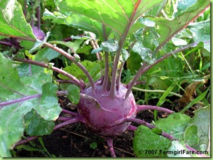 kohlrabi_(1)