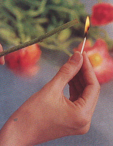 Most florists say that if a flower exudes a milky substance from its stem, the stem should be dipped in boiling water for thirty seconds or seared with a match to keep the flower from losing nutrients. It will draw water through the sides of the stem. (The Best of Martha Stewart Living -- Arranging Flowers)