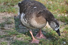 DSC_2051.JPG