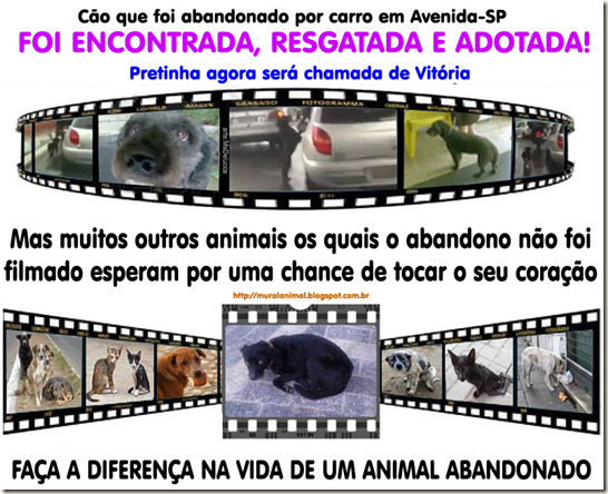 animais-abandonados