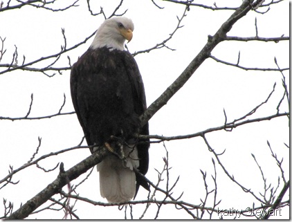 Bald Eagle