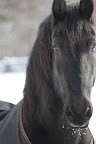 Horses in the wild can survive temperatures of 40 to 50 degrees below zero!  Fortunately, I don't live that kind of life and this nice coat that Martha gave me helps take the bite out of the windchill!