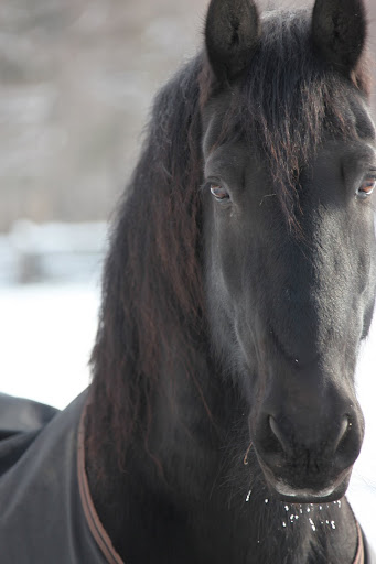 Horses in the wild can survive temperatures of 40 to 50 degrees below zero!  Fortunately, I don't live that kind of life and this nice coat that Martha gave me helps take the bite out of the windchill!