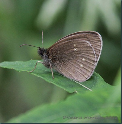 Ringlet Ringlet