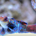 Mandarin dragonet
