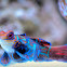 Mandarin dragonet