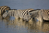 Zebras - Etosha, Namibia
