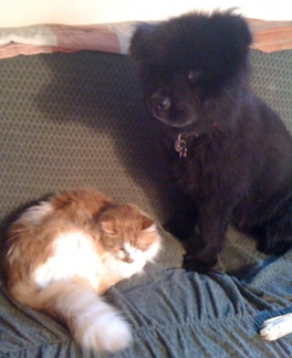 Just after Dave brought Roger home for the first time, he settled in as if he’d been there all along. Fortunately he was accepted by the rest of his furry family immediately and without incident. Just after Dave brought Roger home for the first time, he settled in as if he’d been there all along. Fortunately he was accepted by the rest of his furry family immediately and without incident.