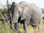 Masai Mara