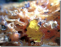 Sue Reno, Calostoma lutescens, macro view 2