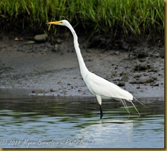 Great Egret D7K_0586 July 24, 2011NIKON D7000