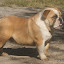 BULLDOGINGLESCANILAMICHETTIFOTOSIMAGENS