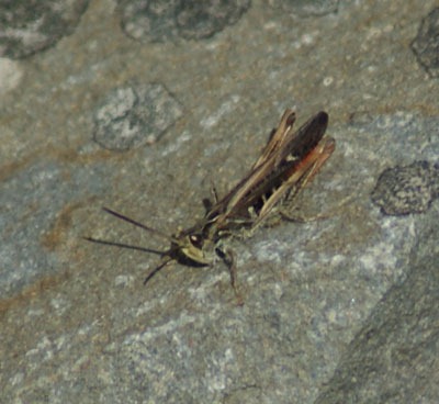 [24%2520grasshopper%255B2%255D.jpg]