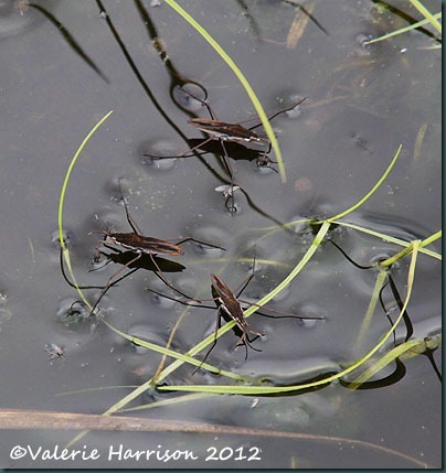 27-pond-skaters