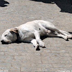 Albuera 1811-2011 PiotrZurek-035.jpg