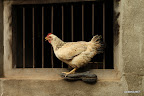 Chicken on a shoe