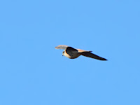 DSC_7785.jpg