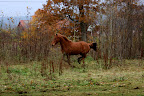Isadora i hagen oktober 2011