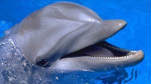 [Amazing%2520Animals%2520Pictures%2520Dolphin%2520%25287%2529%255B3%255D.jpg]