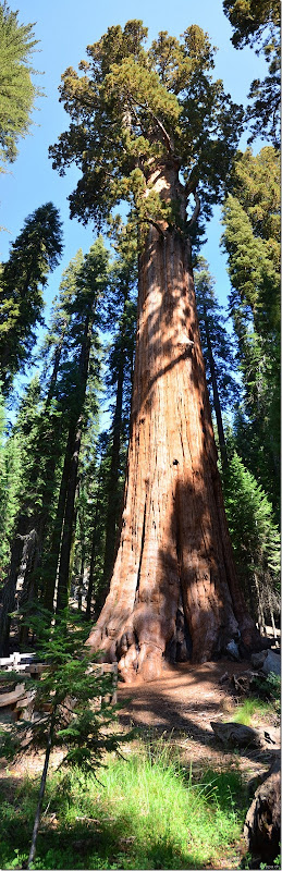 110914 Sequoia NP (6)