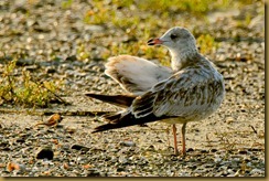 Sachuest 8-11 Juv Ring-billed Gull D7K_2647 August 11, 2011 NIKON D7000