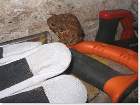 toad in outhouse,toad,bufo bufo
