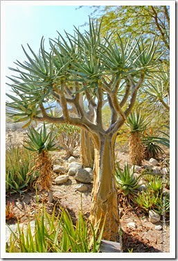 From Aloe to Aloiampelos, Aloidendron, Aristaloe, Gonialoe, Kumara