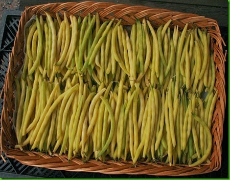 Bean, snap bush_Cherokee Wax Bean, snap bush_Cherokee Wax