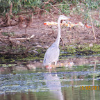 IMG_8108.JPG