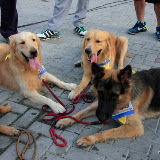 Pet Express Doggie Run 2012 Philippines. Jpg (238).JPG