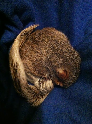 Sweet little Frances was recently orphaned when her mama was tragically struck by a car on a neighborhood street :( Sweet little Frances was recently orphaned when her mama was tragically struck by a car on a neighborhood street :(